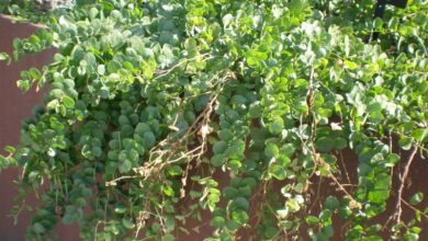 Photo of Cuidados com a planta de Capparis spinosa, Alcaparra ou Alcaparro