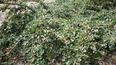 Photo of Cuidados com a planta de Cotoneaster ou Griñolera