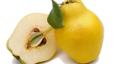 Photo of Cuidados com a planta de cydonia oblonga, marmelo ou marmelo
