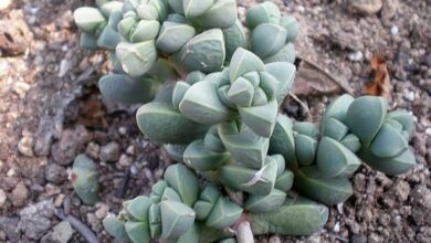 Photo of Cuidados com a planta de Delosperma lehmannii ou Lehman’s Delosperma