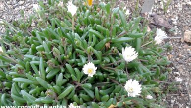 Photo of Cuidados com a planta de Delosperma rileyi ou de gelo