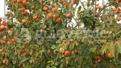 Photo of Cuidados com a planta de dióspiro Diospyros