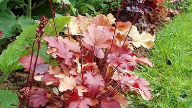 Photo of Cuidados com a planta de Heuchera ou com os sinos de coral