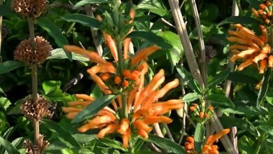 Photo of Cuidados com a planta de Leonotis nepetifolia ou Flor de mundo