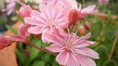 Photo of Cuidados com a planta de Lewisia cotyledon ou Levisia