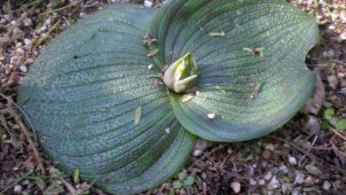 Photo of Cuidados com a planta de Massonia pustulata ou Masonia