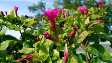 Photo of Cuidados com a planta de Mirabilis jalapa ou Dondiego durante a noite