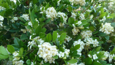 Photo of Cuidados com a planta de Murraya paniculata ou jasmim laranja