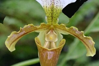 Photo of Cuidados com a planta de Paphiopedilum ou Sandálias Venus