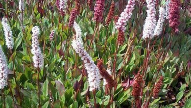 Photo of Cuidados com a planta de Persicaria affinis ou Persicaria