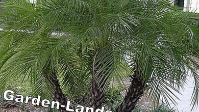 Photo of Cuidados com a planta de Phoenix ou Palm
