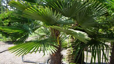 Photo of Cuidados com a planta de Phoenix roebelenii ou Saw Palmetto