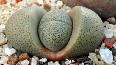 Photo of Cuidados com a planta de Pleiospilos nelii ou Pleiospilos