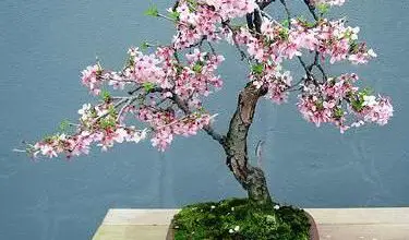 Photo of Cuidados com a planta de Prunus incisa ou cereja Fuji