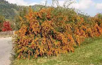 Photo of Cuidados com a planta de Pyracantha, Piracanta ou Firethorn
