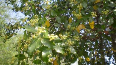 Photo of Cuidados com a planta de Quillaja saponaria ou Quillay