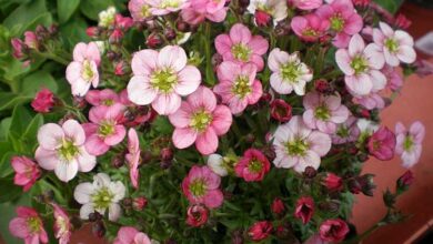 Photo of Cuidados com a planta de Saxifraga arendsii ou Saxifraga