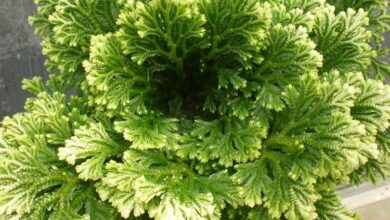 Photo of Cuidados com a planta de Selaginella, Selaginela ou Rosa de Jericó