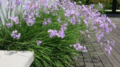 Photo of Cuidados com a planta de Tulbaghia violacea ou Tulbagia