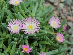 Photo of Cuidados com a planta Delosperma tradescantioides ou Aptenia white