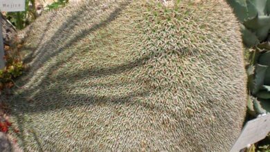 Photo of Cuidados com a planta Deuterocohnia brevifolia ou Abromeitiella brevifolia