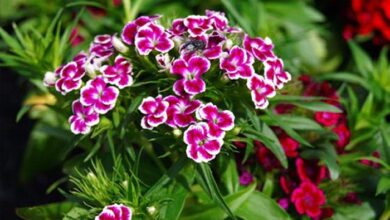 Photo of Cuidados com a planta Dianthus barbatus, cravo do poeta ou Minutisa