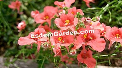 Photo of Cuidados com a planta Diascia barberae ou rainha rosa