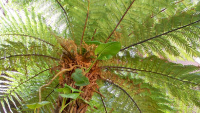 Photo of Cuidados com a planta Dicksonia antarctica ou xaxim