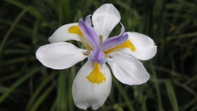 Photo of Cuidados com a planta Dietes iridioides ou Lírio Africano