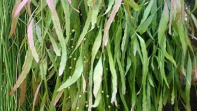 Photo of Cuidados com a planta Disocactus flagelliformis ou Cactus junco