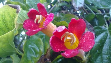 Photo of Cuidados com a planta Distictis buccinatoria ou Bignonia cherere