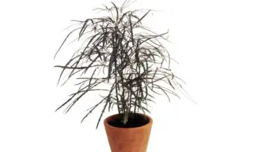 Photo of Cuidados com a planta Dizygotheca elegantissima ou Falsa aralia