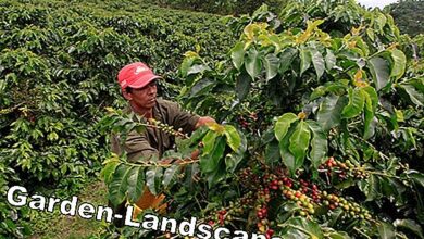 Photo of Cuidados com a planta do Coffea arabica ou do café