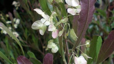 Photo of Cuidados com a planta Dodonaea viscosa, Dodonea ou Jarilla