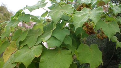 Photo of Cuidados com a planta Dombeya burgessiae ou Dombella rosa