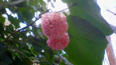 Photo of Cuidados com a planta Dombeya x cayeuxii ou Dombella