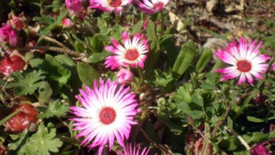 Photo of Cuidados com a planta Dorotheanthus bellidiformis ou tapete mágico