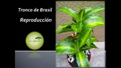 Photo of Cuidados com a planta Dracaena fragans ou Brasil Tronco