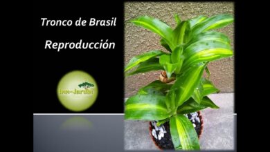 Photo of Cuidados com a planta Dracaena fragans ou Brasil Tronco