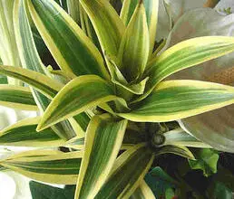Photo of Cuidados com a planta Dracaena surculosa ou Dracaena manchata