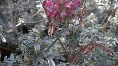 Photo of Cuidados com a planta Ebenus cretica ou Ebony de Creta