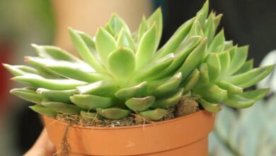 Photo of Cuidados com a planta Echeveria agavoides ou Echeveria