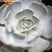 Photo of Cuidados com a planta Echeveria, Conchita ou Echeverio