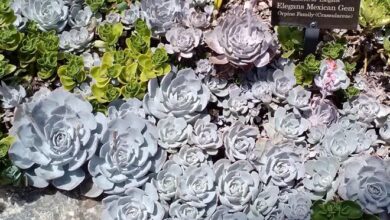 Photo of Cuidados com a planta Echeveria elegans ou Alabaster Rose