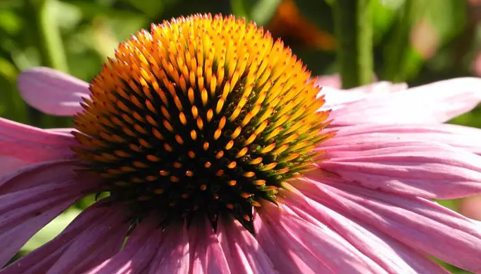 Photo of Cuidados com a planta Echinacea purpurea ou Echinacea purpurea