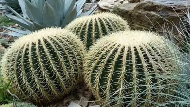 Photo of Cuidados com a planta Echinocactus grusonii ou sede da sogra