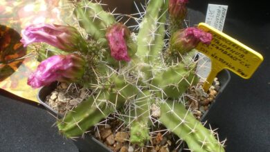 Photo of Cuidados com a planta Echinocereus pentalophus ou falso Alicoche