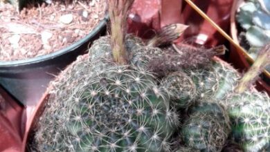 Photo of Cuidados com a planta Echinopsis ancistrophora ou Lobivia arachnacantha