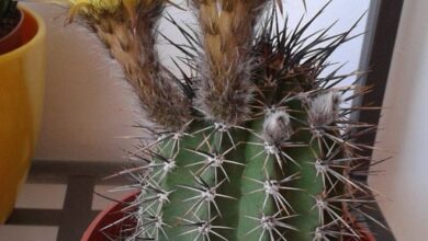 Photo of Cuidados com a planta Echinopsis aurea ou Lobivia aurea