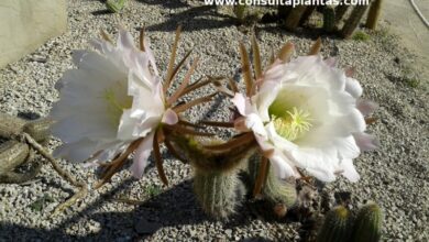 Photo of Cuidados com a planta Echinopsis candicans ou cavalos Manca